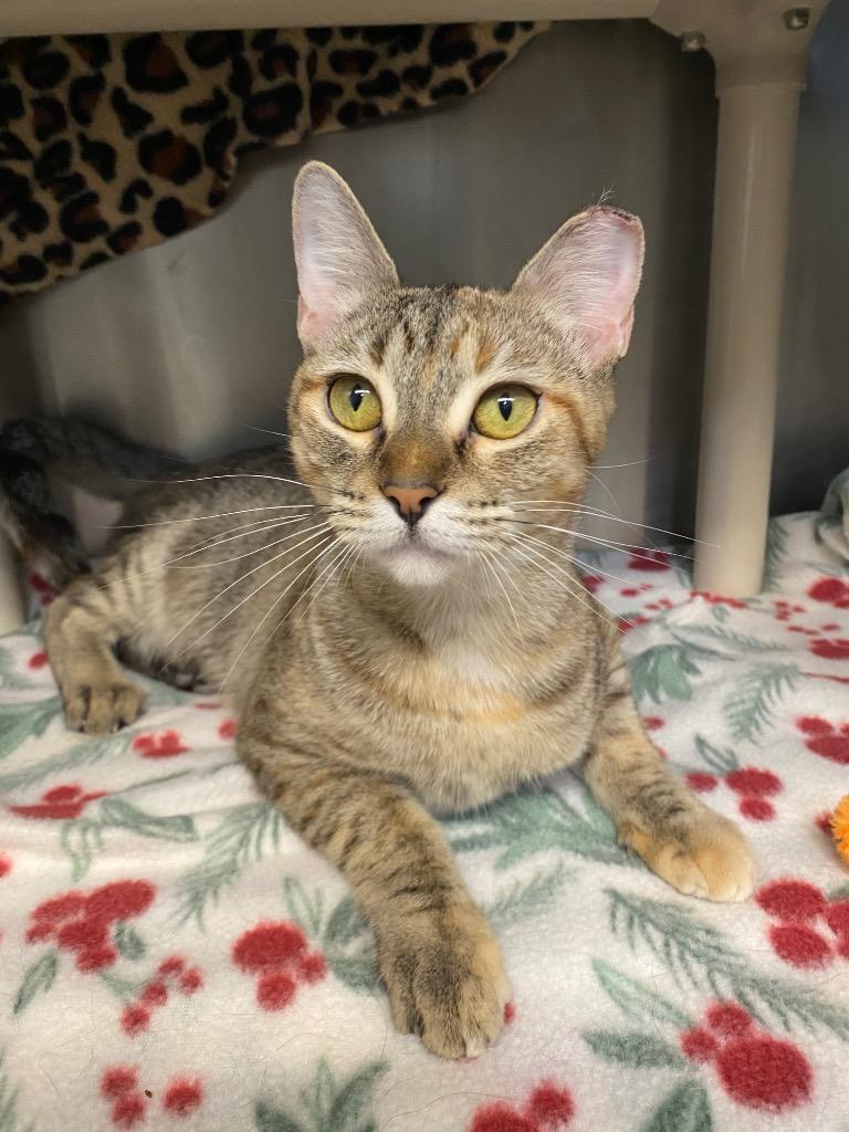 Enlarge Ombre, a Adoptable mixed breed in Grants Pass, OR image 3/5