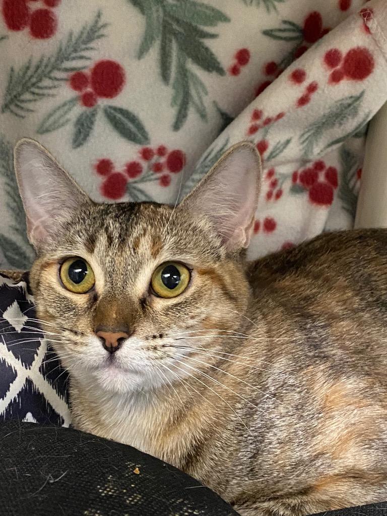 Enlarge Ombre, a Adoptable mixed breed in Grants Pass, OR image 4/5