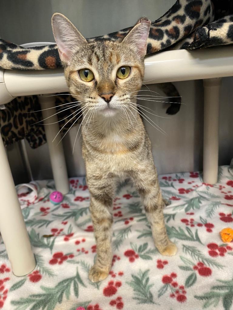 Enlarge Ombre, a Adoptable mixed breed in Grants Pass, OR image 5/5