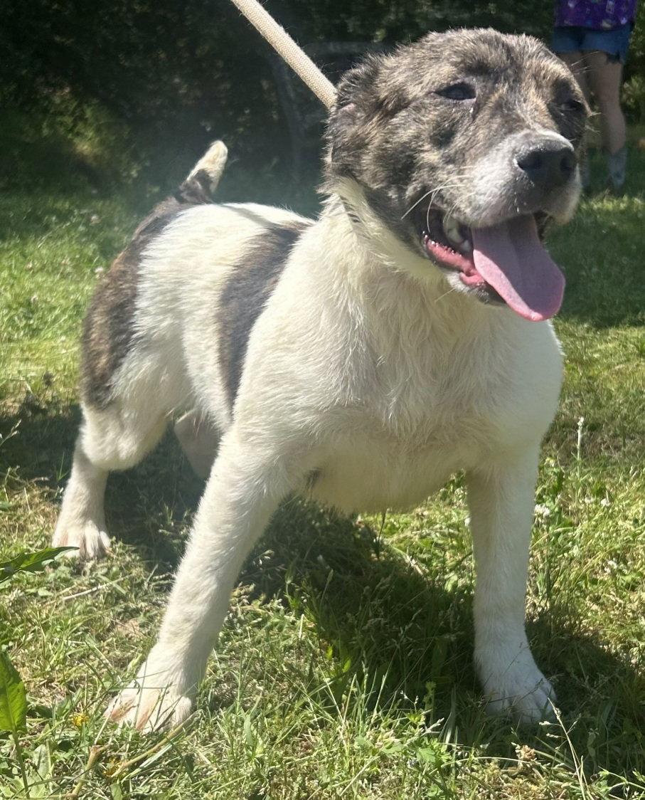 260358 Goldie, Adoptable, Young Female Australian Shepherd.