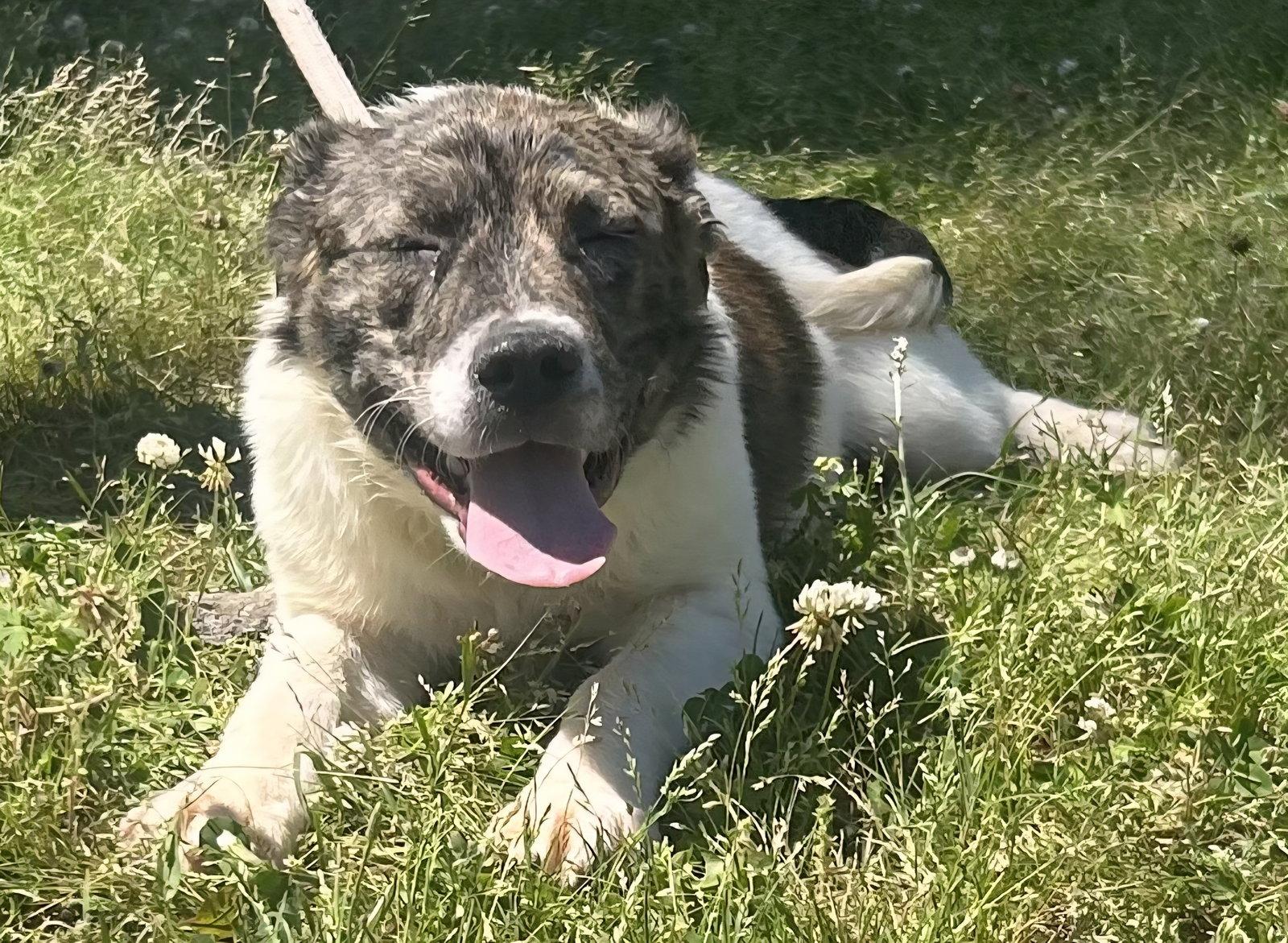 Enlarge 260358  Goldie, a Adoptable Australian Shepherd in Wetumpka, AL image 2/3