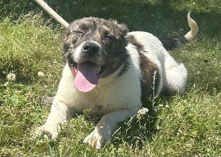 Enlarge 260358  Goldie, a Adoptable Australian Shepherd in Wetumpka, AL image 3/3