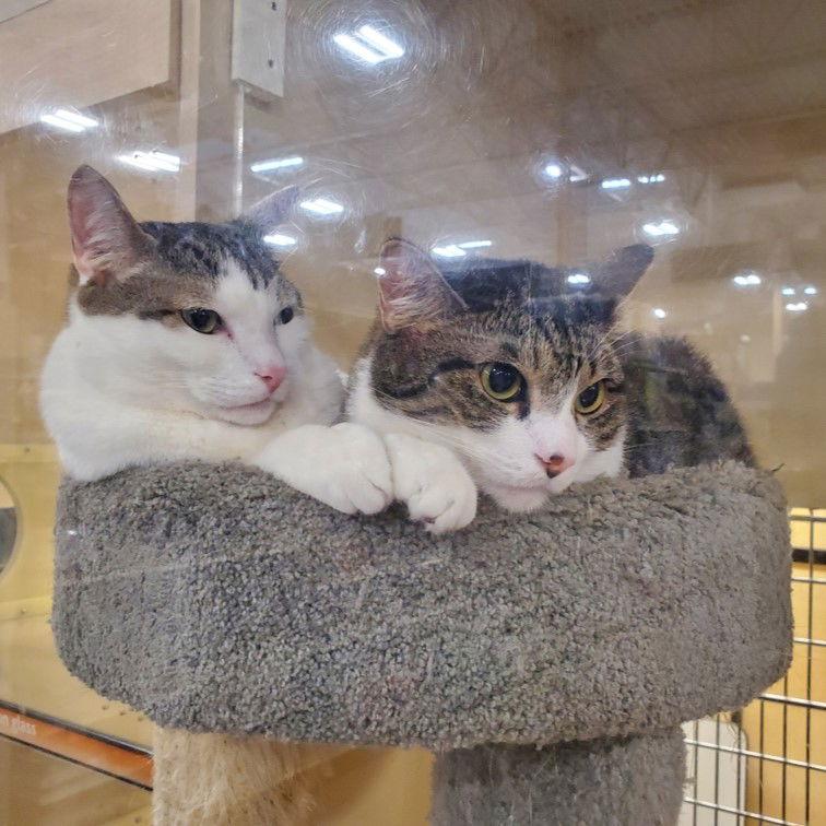 Ice Man, Adoptable, Adult Male Domestic Short Hair & Tabby.