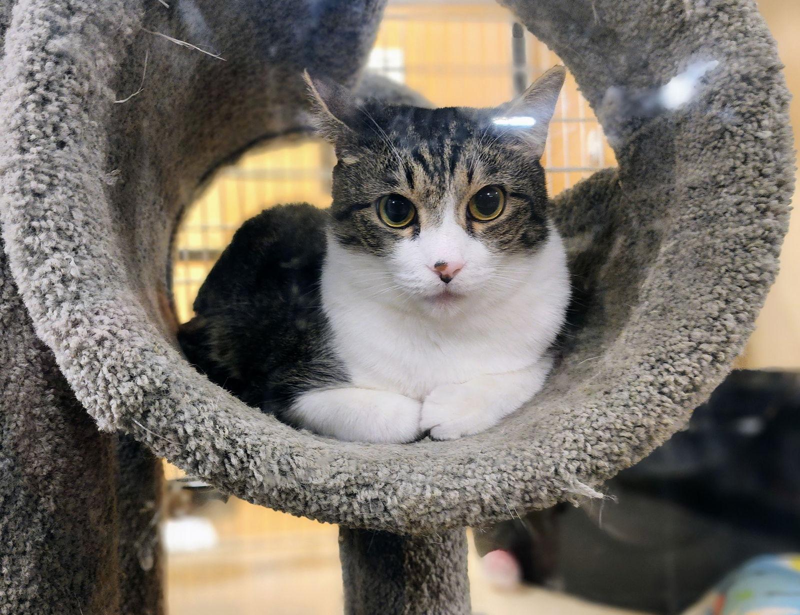 Enlarge Ice Man, a Adoptable mixed breed in Garland, TX image 2/3