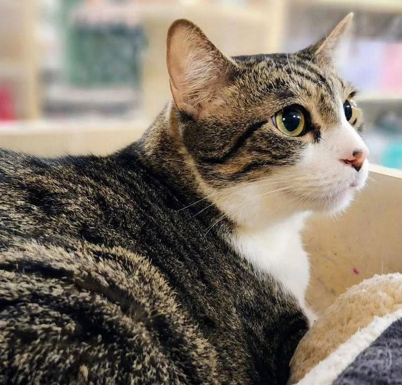 Enlarge Ice Man, a Adoptable mixed breed in Garland, TX image 3/3