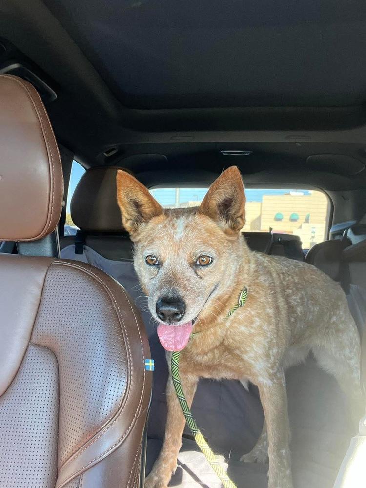 Strudel, Adoptable, Adult Female Australian Cattle Dog / Blue Heeler.