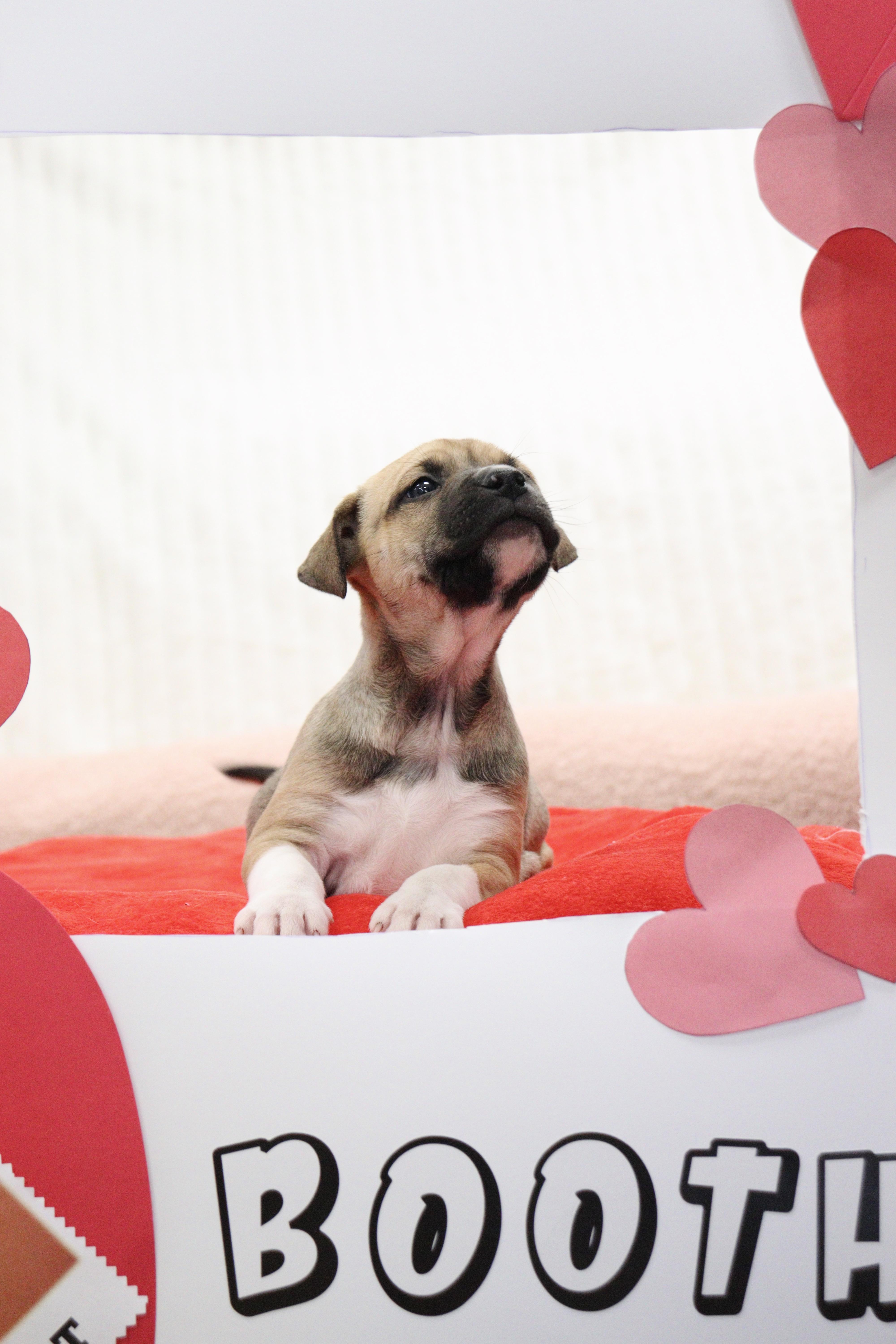 Enlarge Barbie Q, an adoptable Mixed Breed in Collierville, TN image 2/3