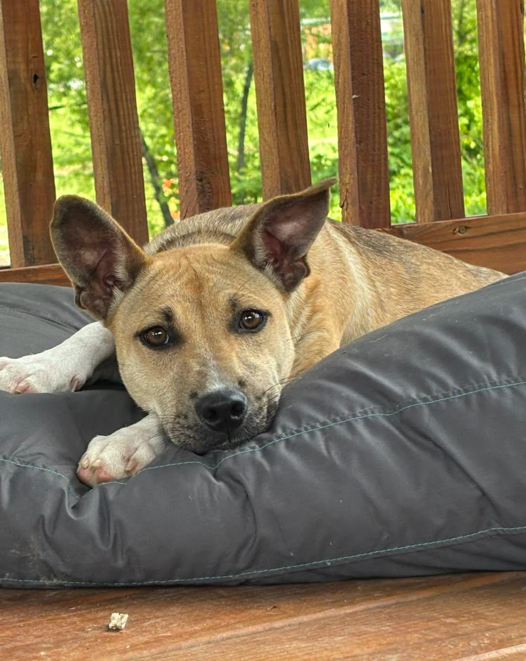 Enlarge Barbie Q, an adoptable Mixed Breed in Collierville, TN image 1/3