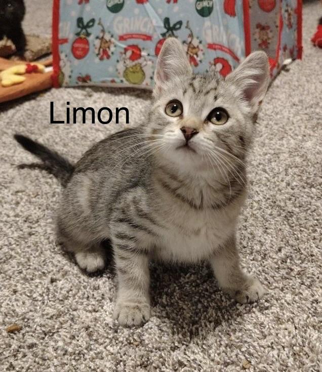 Limon, ADOPTABLE, Kitten Female Tabby.