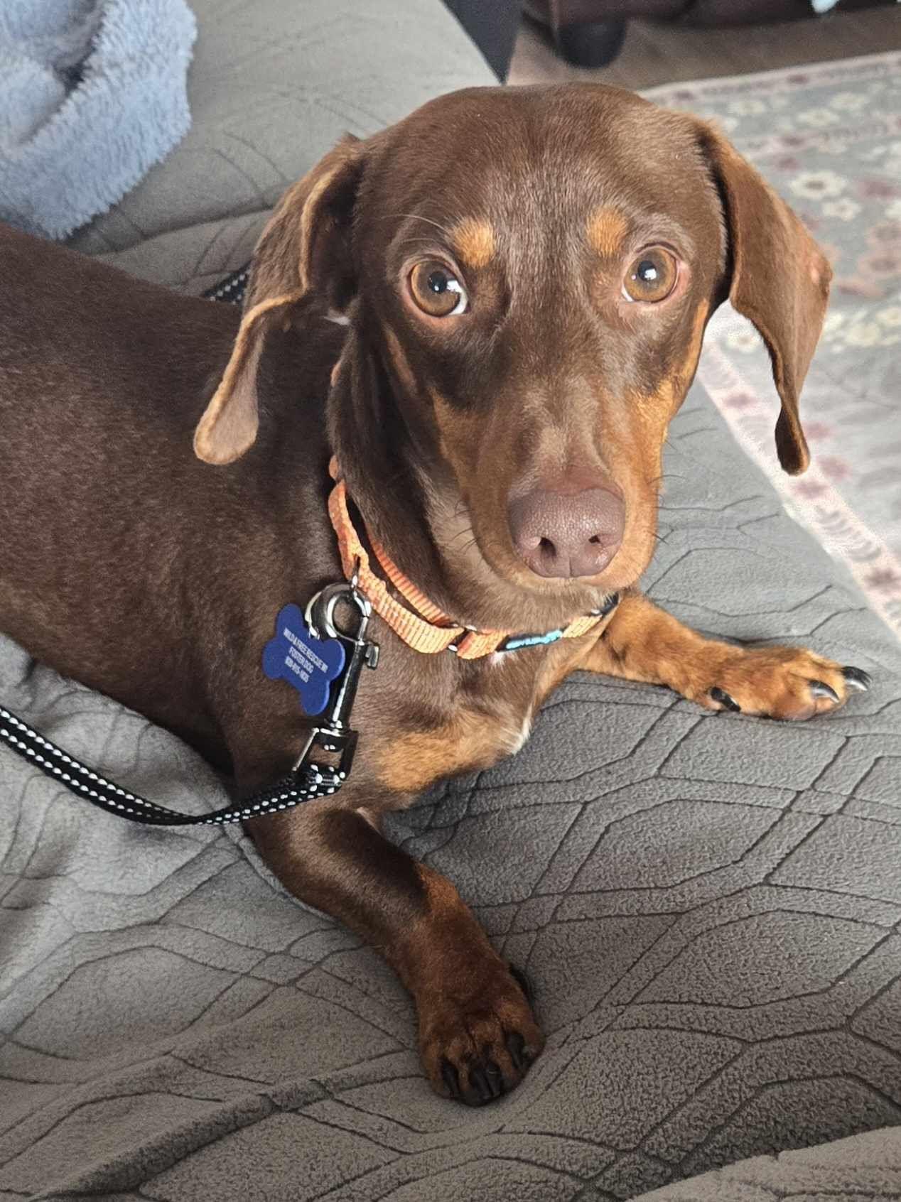 Enlarge Brownie, an adopted mixed breed in De Pere, WI image 5/6