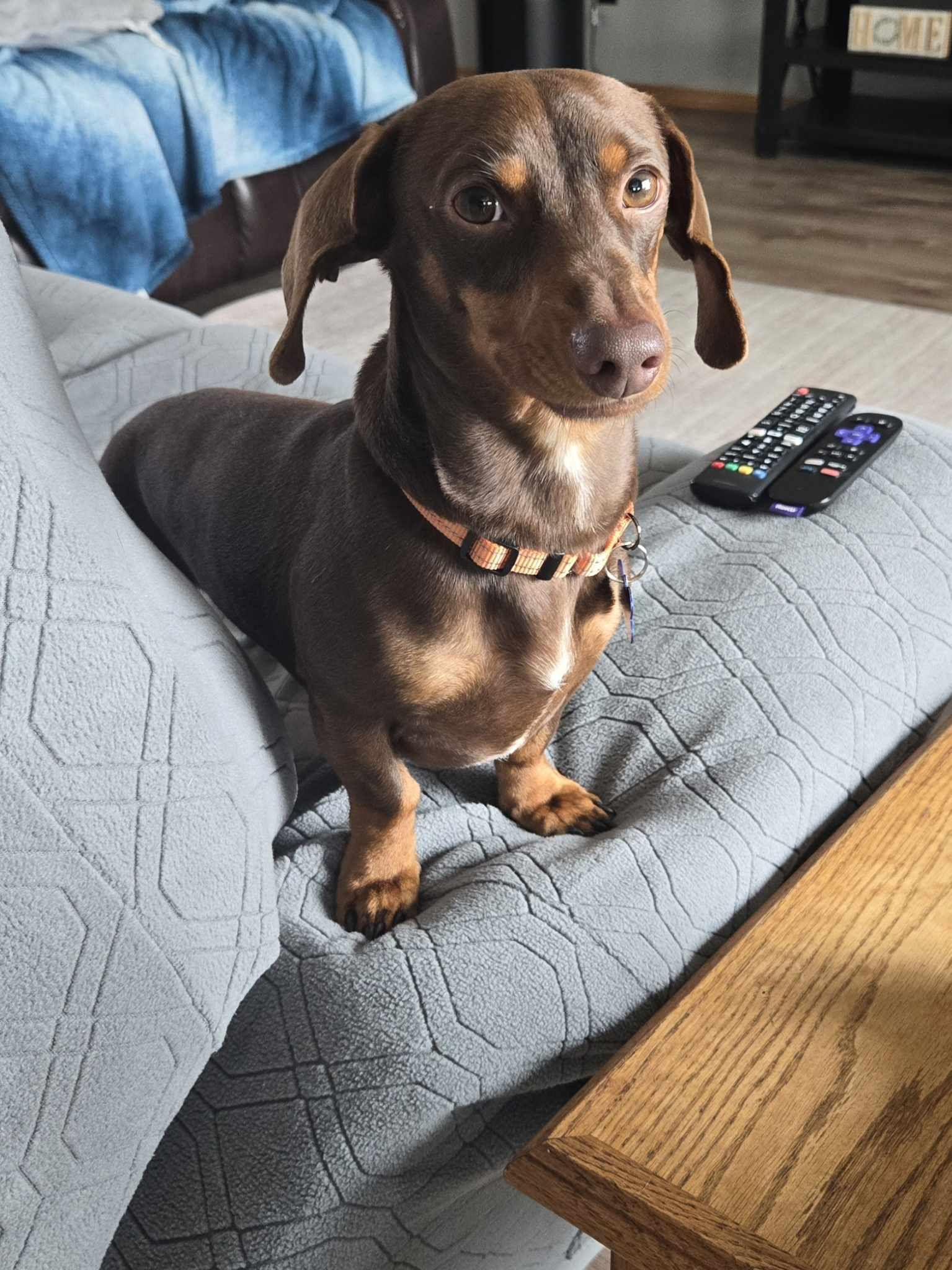 Enlarge Brownie, an adopted mixed breed in De Pere, WI image 3/6