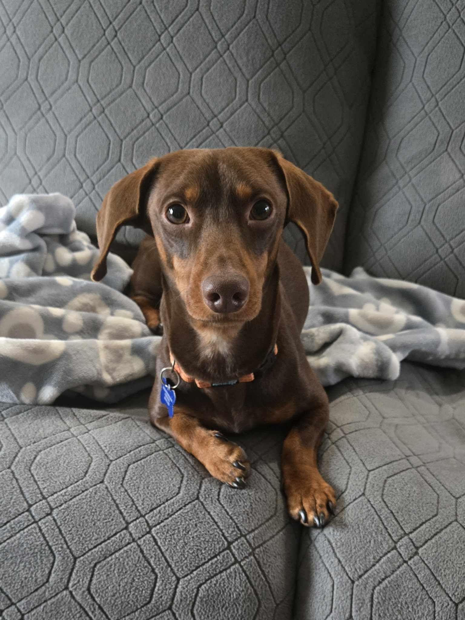 Enlarge Brownie, an adopted mixed breed in De Pere, WI image 2/6