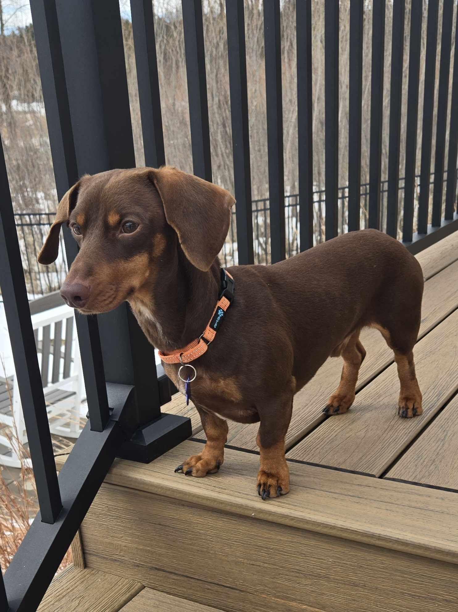 Enlarge Brownie, an adopted mixed breed in De Pere, WI image 6/6