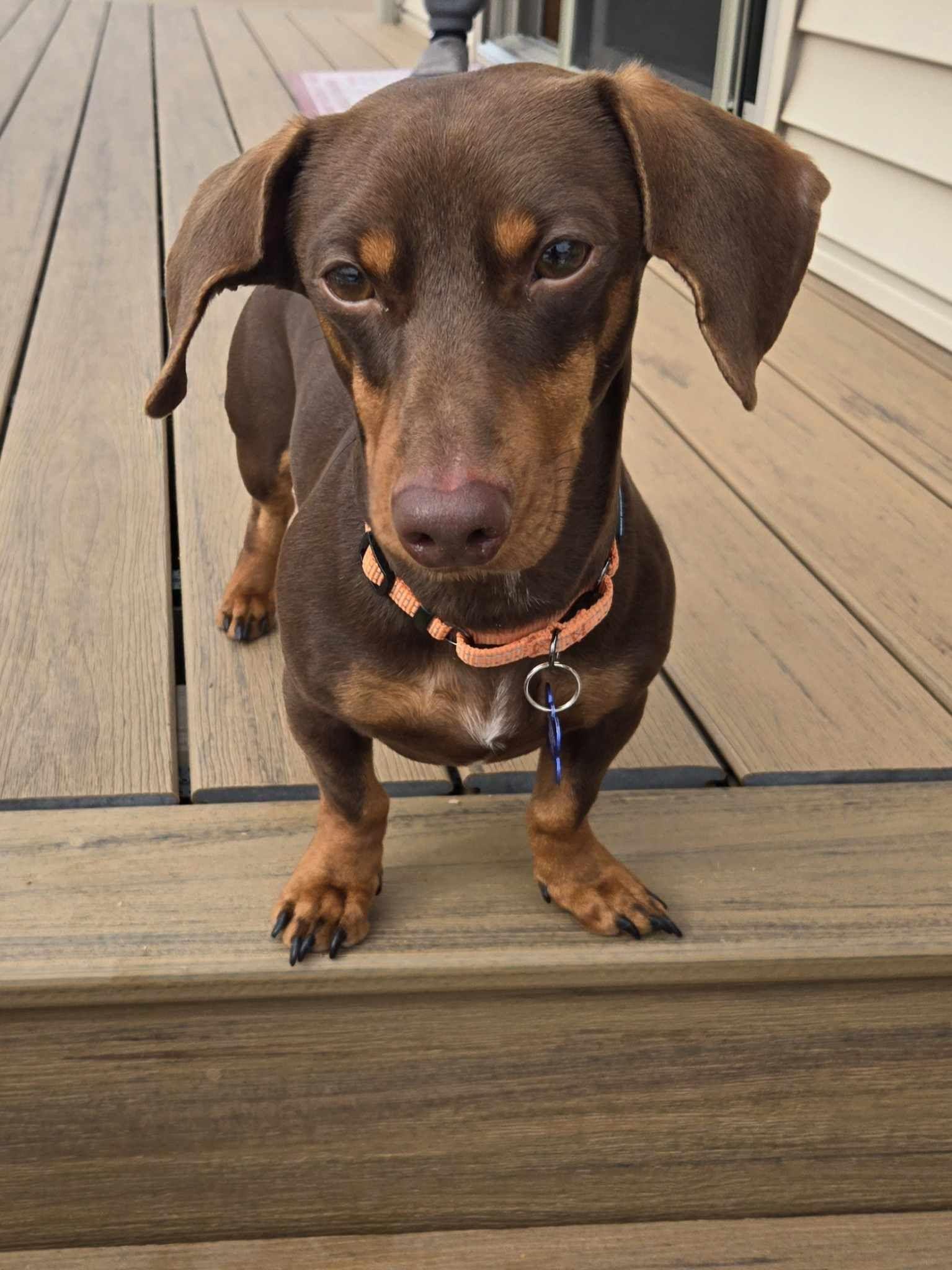 Brownie, adopted, Young Male Dachshund.