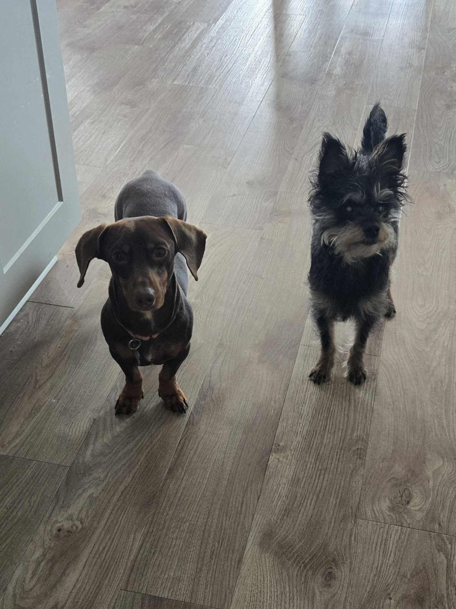 Enlarge Brownie, an adopted mixed breed in De Pere, WI image 4/6