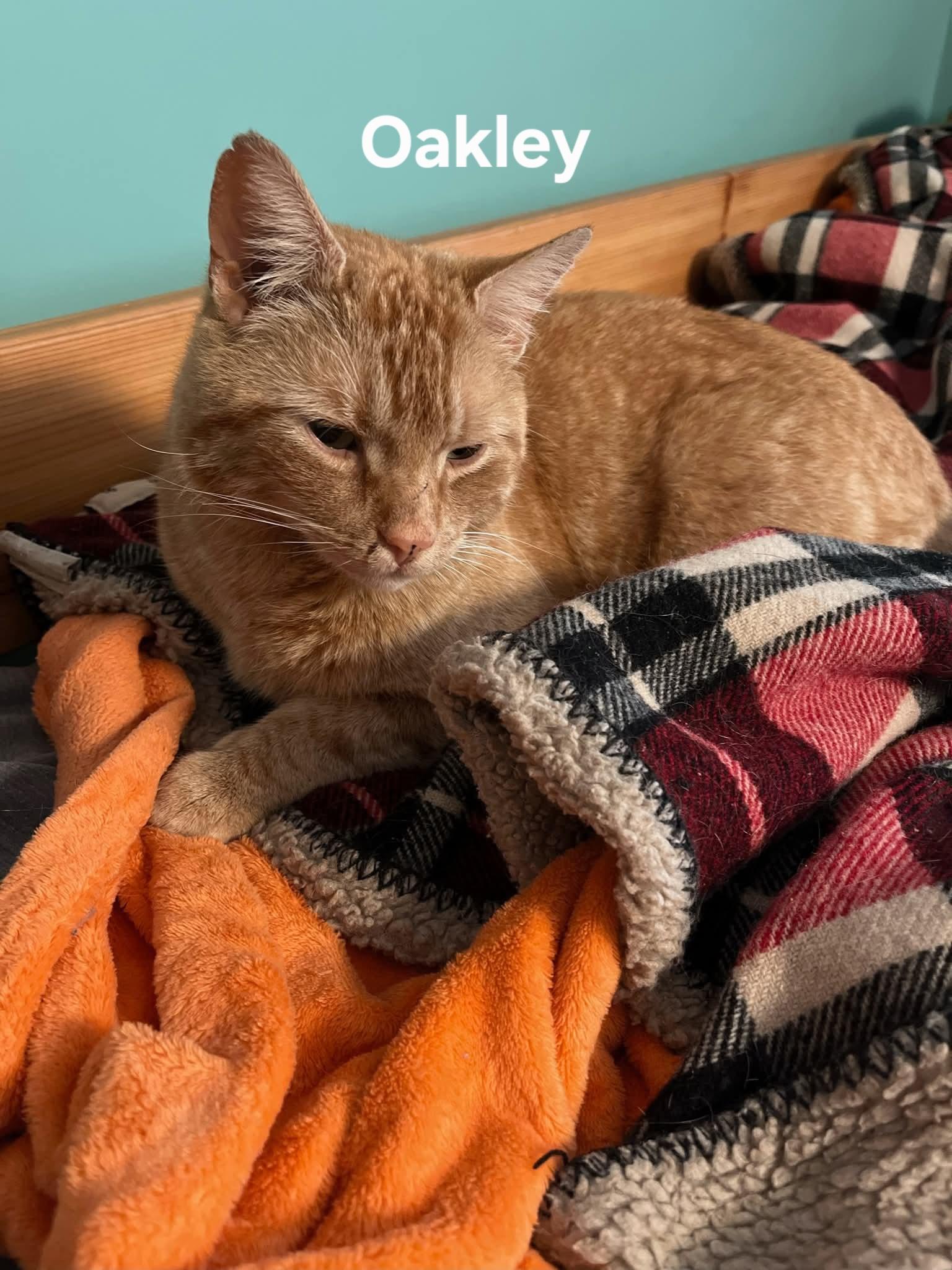 Enlarge Oakley, a ADOPTABLE Domestic Short Hair in Chicopee, MA image 3/3