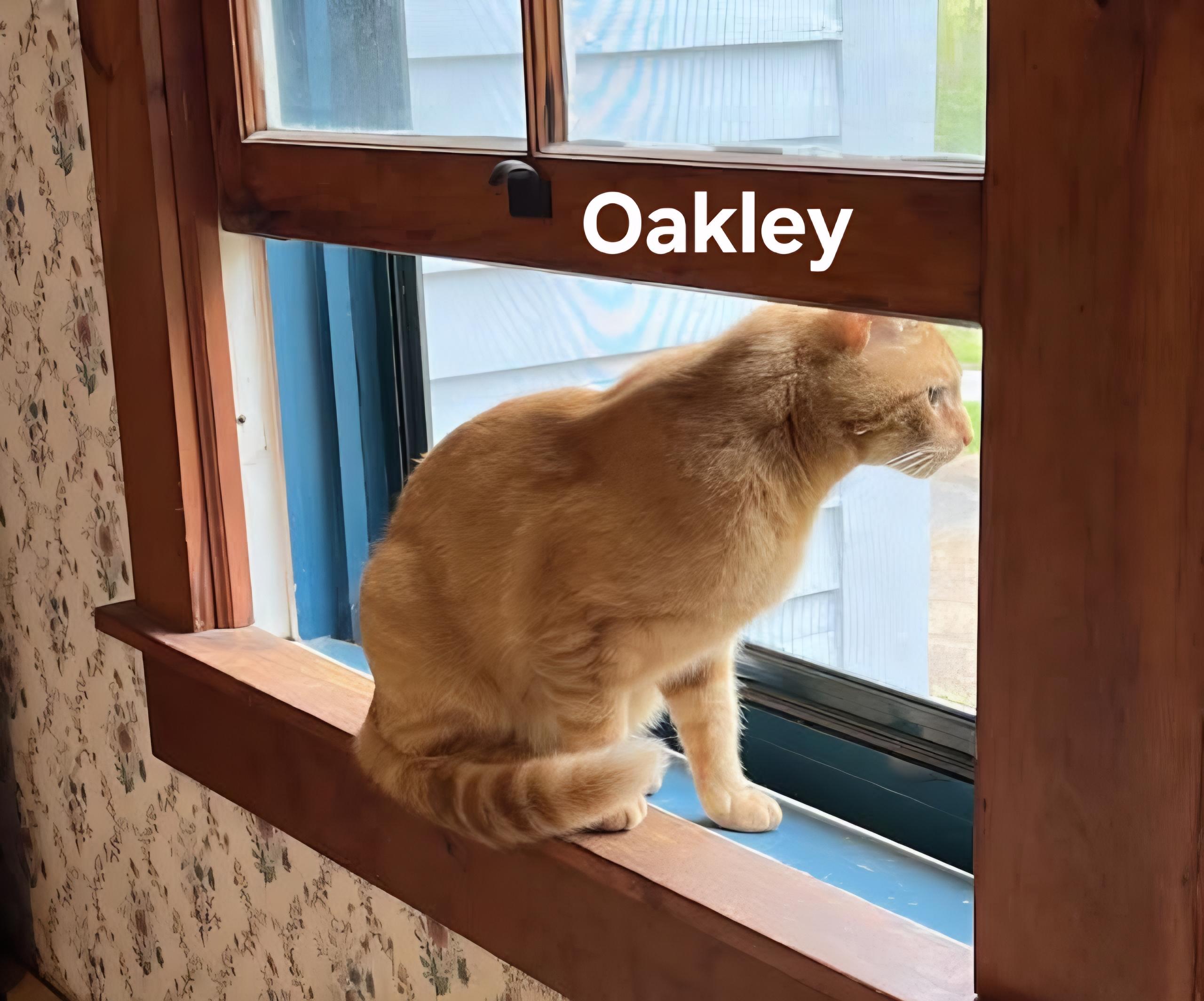 Enlarge Oakley, a ADOPTABLE Domestic Short Hair in Chicopee, MA image 2/3