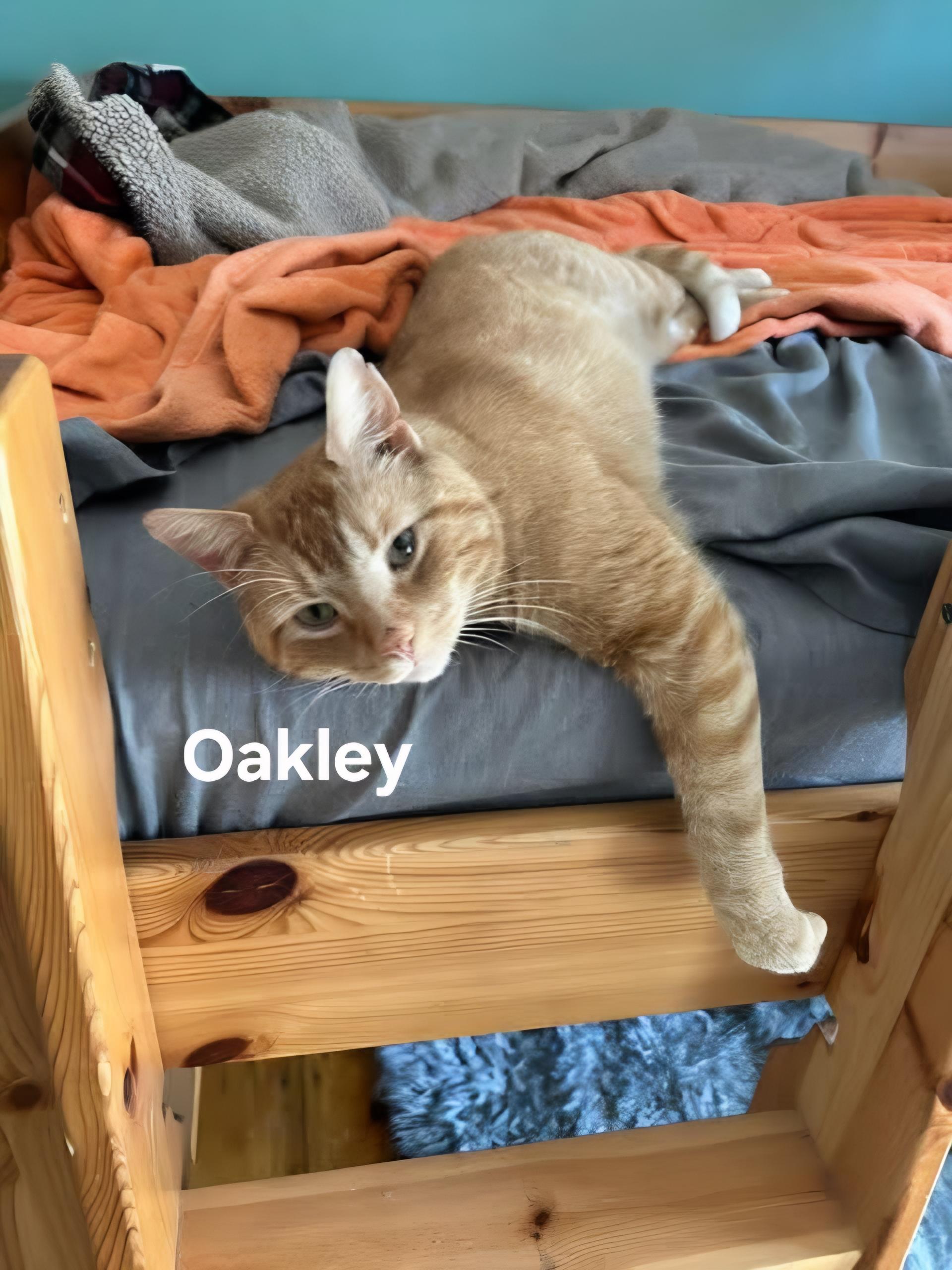 Oakley, ADOPTABLE, Young Male Domestic Short Hair.