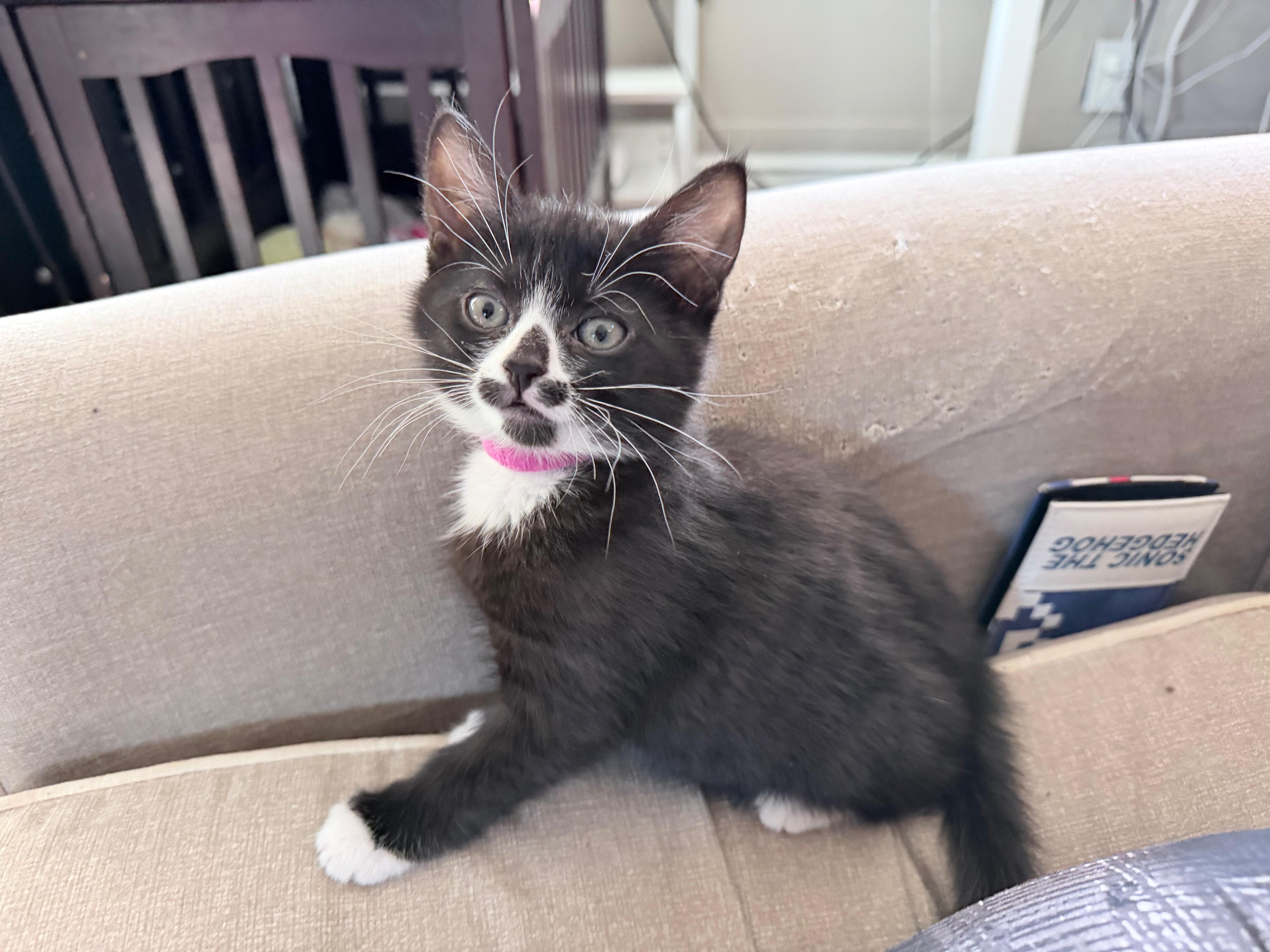 Cookie, Adopted, Kitten Female Domestic Short Hair.