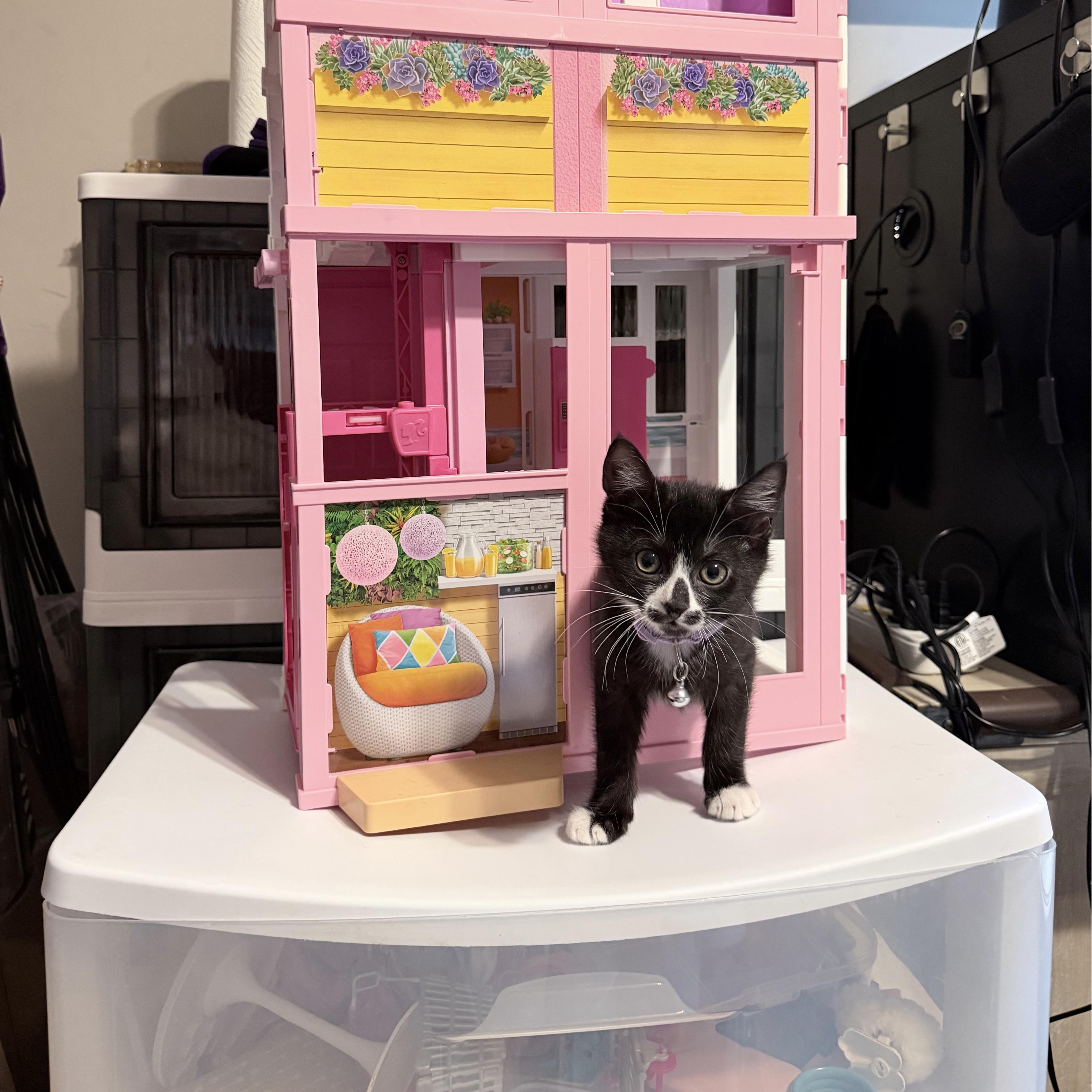 Enlarge Cookie, a Adopted Domestic Short Hair in Philadelphia, PA image 4/4