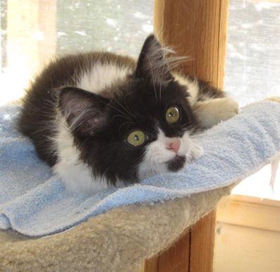 Enlarge Briar, a Adoptable Maine Coon in San Jose, CA image 2/3