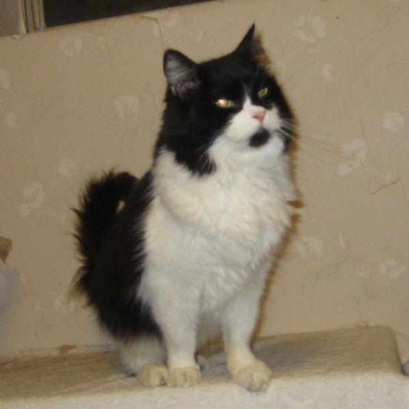 Enlarge Briar, a Adoptable Maine Coon in San Jose, CA image 3/3