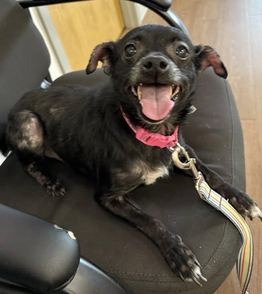 Enlarge Dixie, a Adoptable Mixed Breed in Yorktown, IN image 1/1