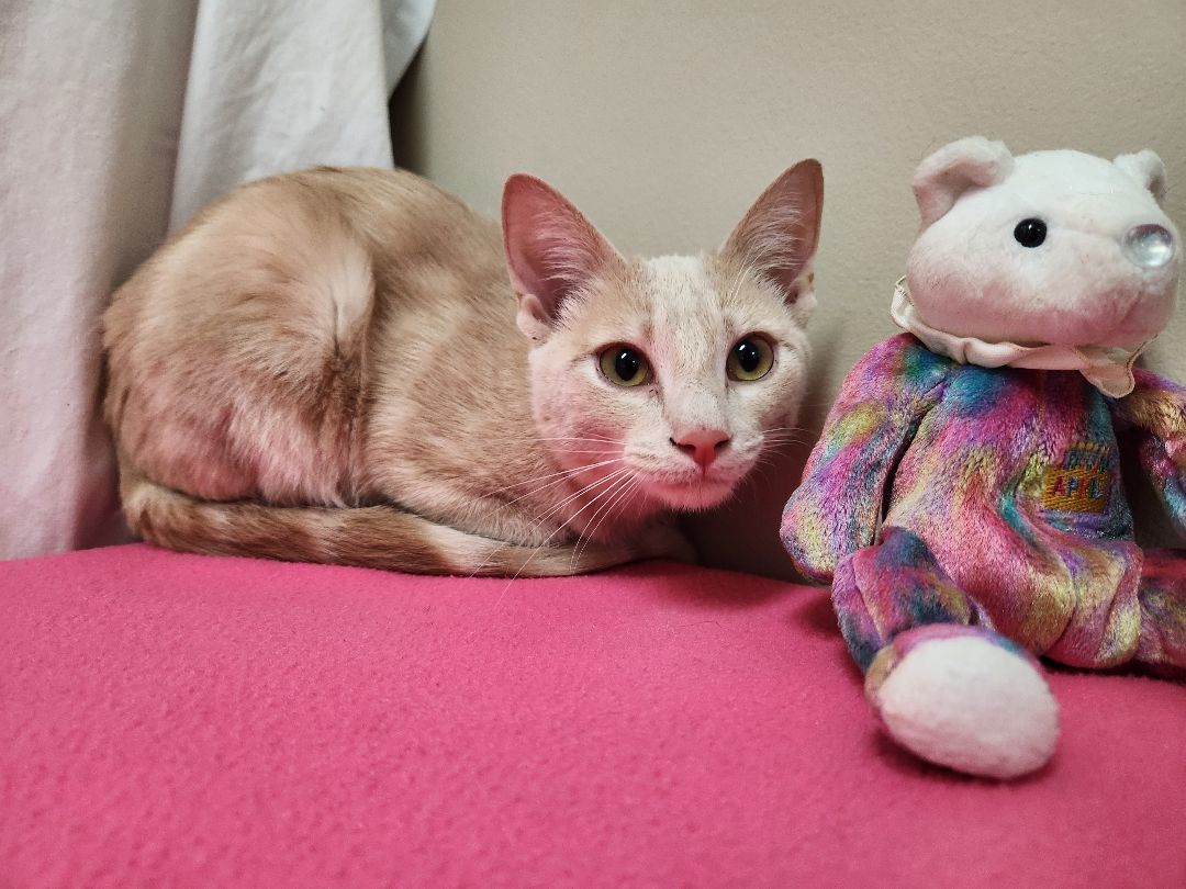 Blaze, a Adoptable Domestic Short Hair in Hawk Point, MO image 1/4