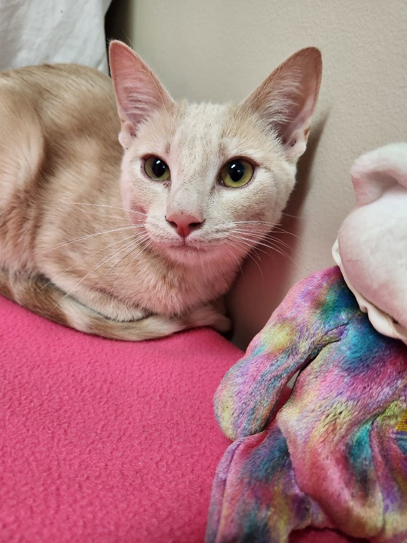 Blaze, a Adoptable Domestic Short Hair in Hawk Point, MO image 2/4