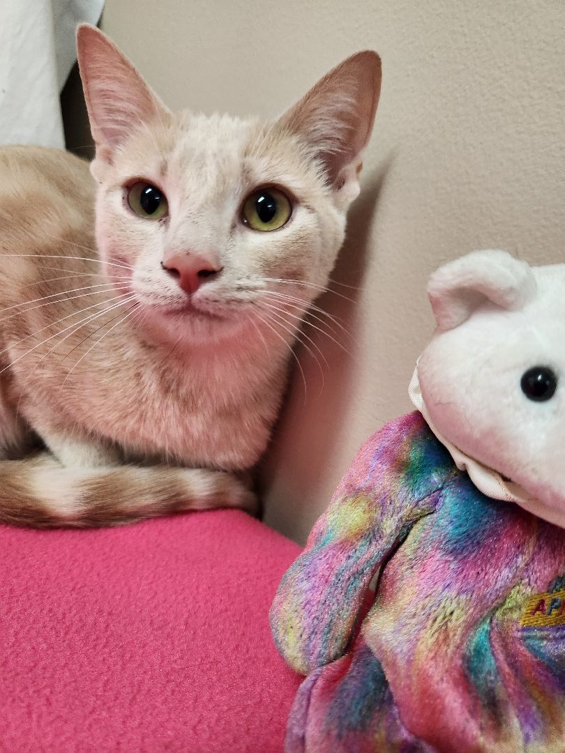 Blaze, a Adoptable Domestic Short Hair in Hawk Point, MO image 3/4