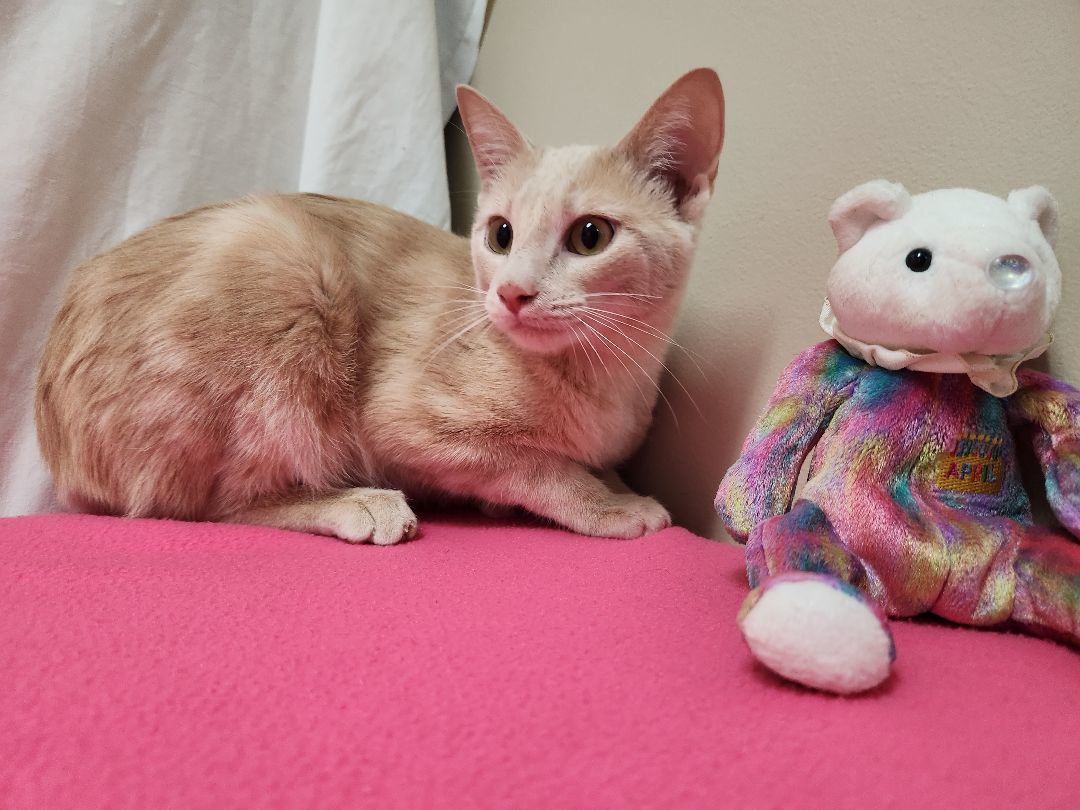 Blaze, a Adoptable Domestic Short Hair in Hawk Point, MO image 4/4