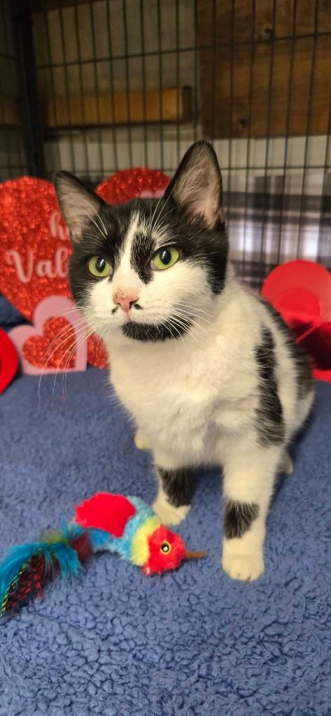 Enlarge Thomasina, a Adoptable mixed breed in Shelton, WA image 1/1