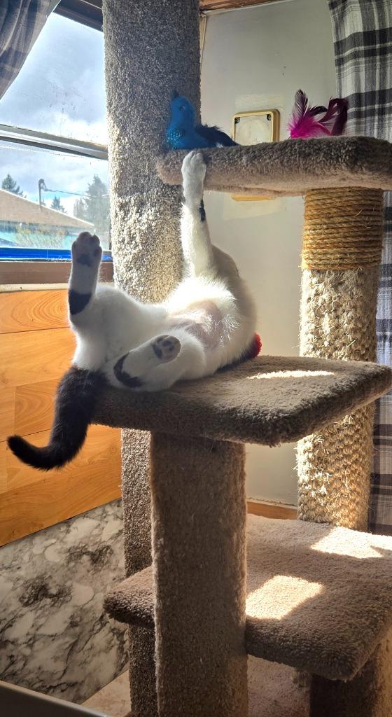 Enlarge Thomasina, a Adoptable mixed breed in Shelton, WA image 2/2