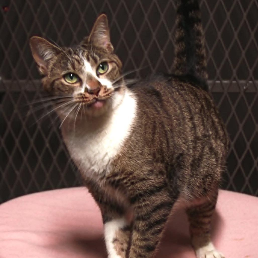 Chloe, a Adoptable mixed breed in Madisonville, KY image 2/2