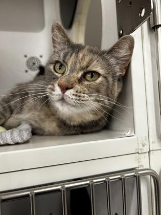 Cleo, a Adoptable mixed breed in Westland, MI image 1/3