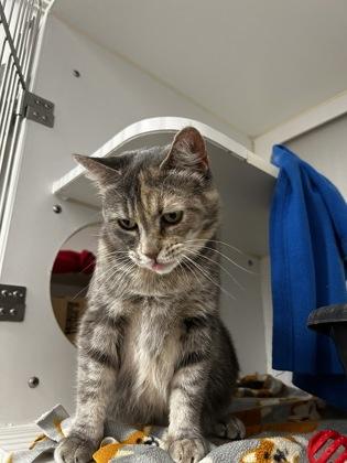 Cleo, a Adoptable mixed breed in Westland, MI image 2/3