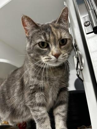 Cleo, a Adoptable mixed breed in Westland, MI image 3/3
