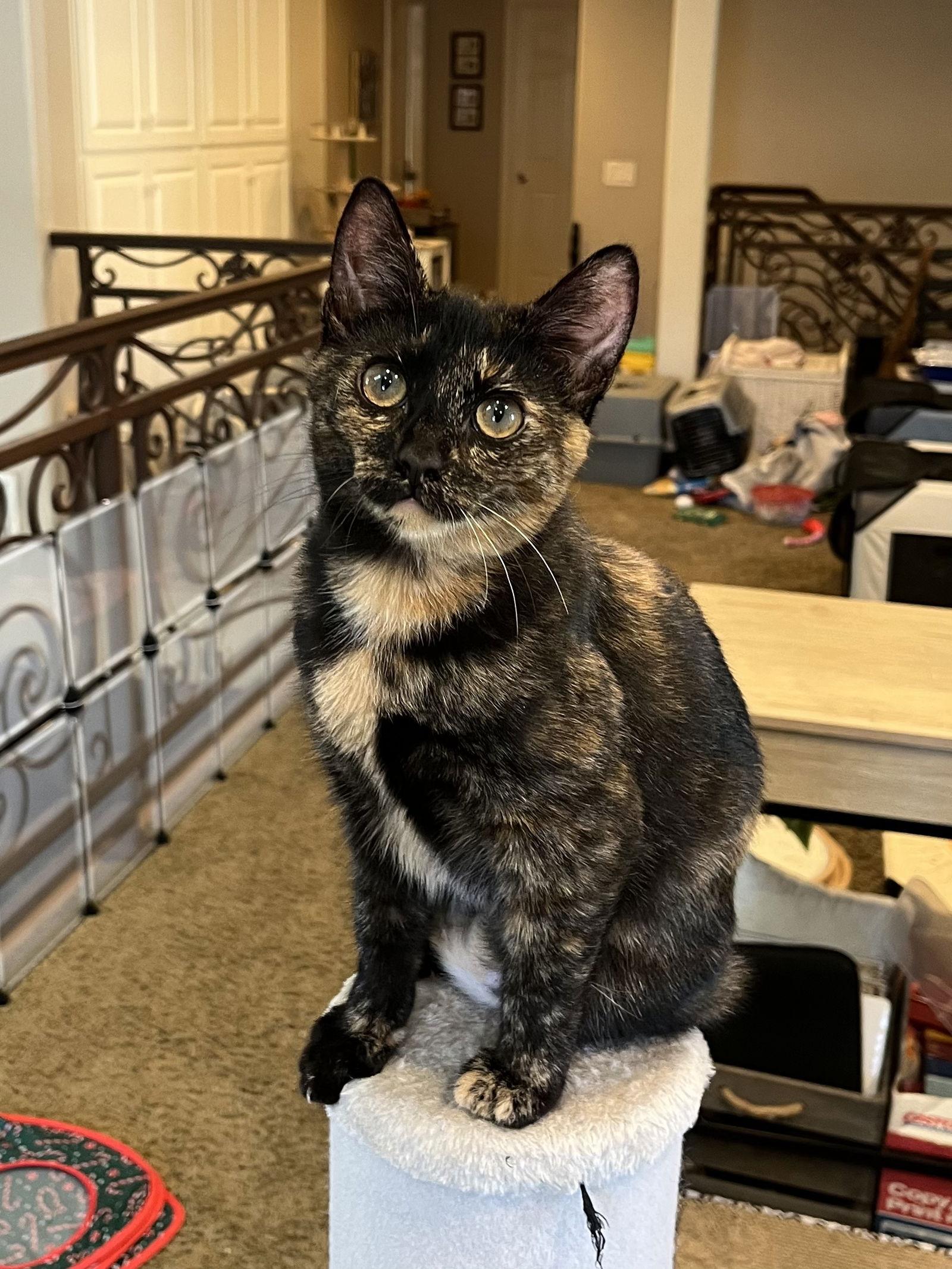 Molly, Adopted, Kitten Female Domestic Short Hair.