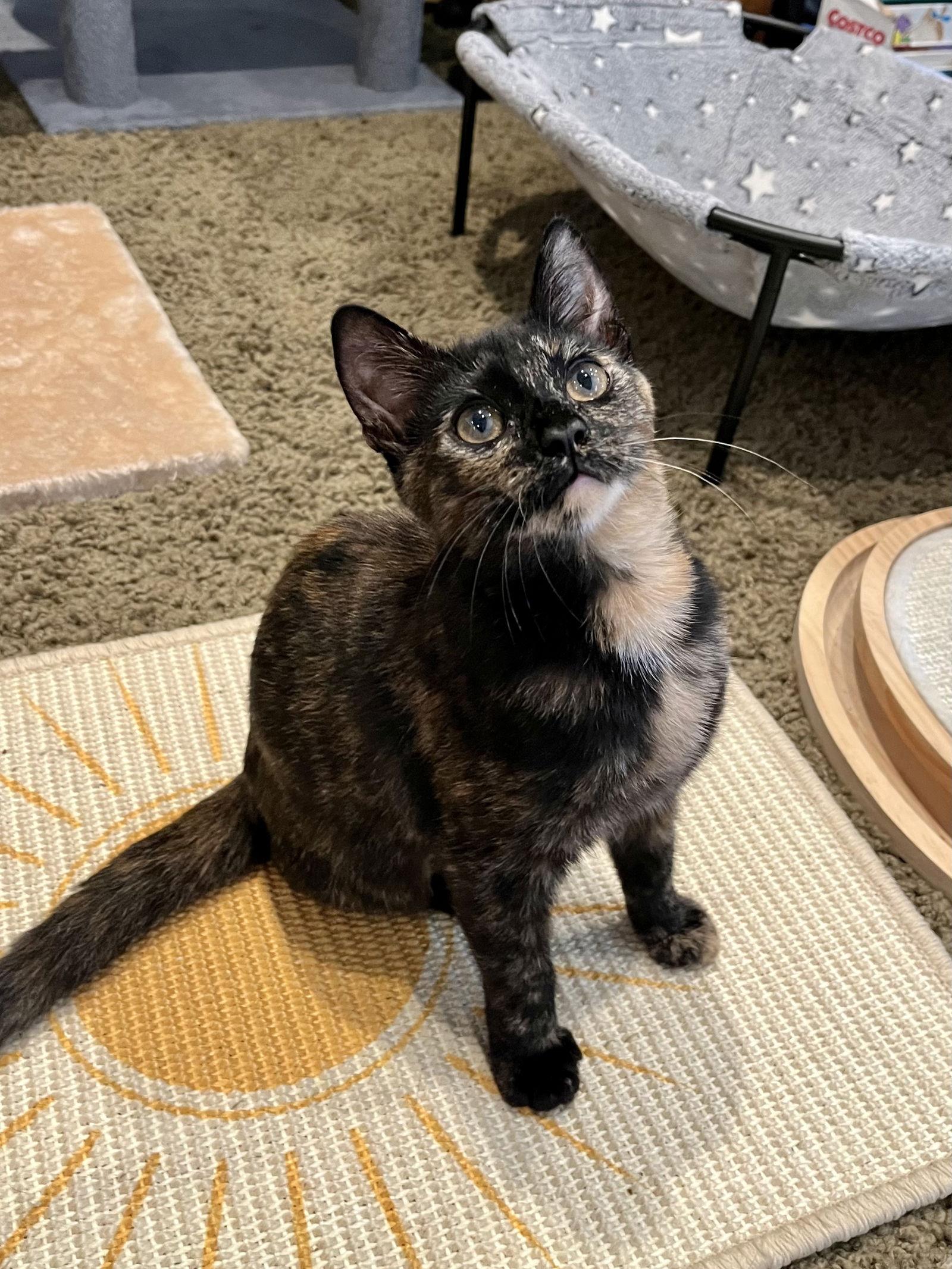 Enlarge Molly, a Adopted Domestic Short Hair in Long Beach, CA image 2/3