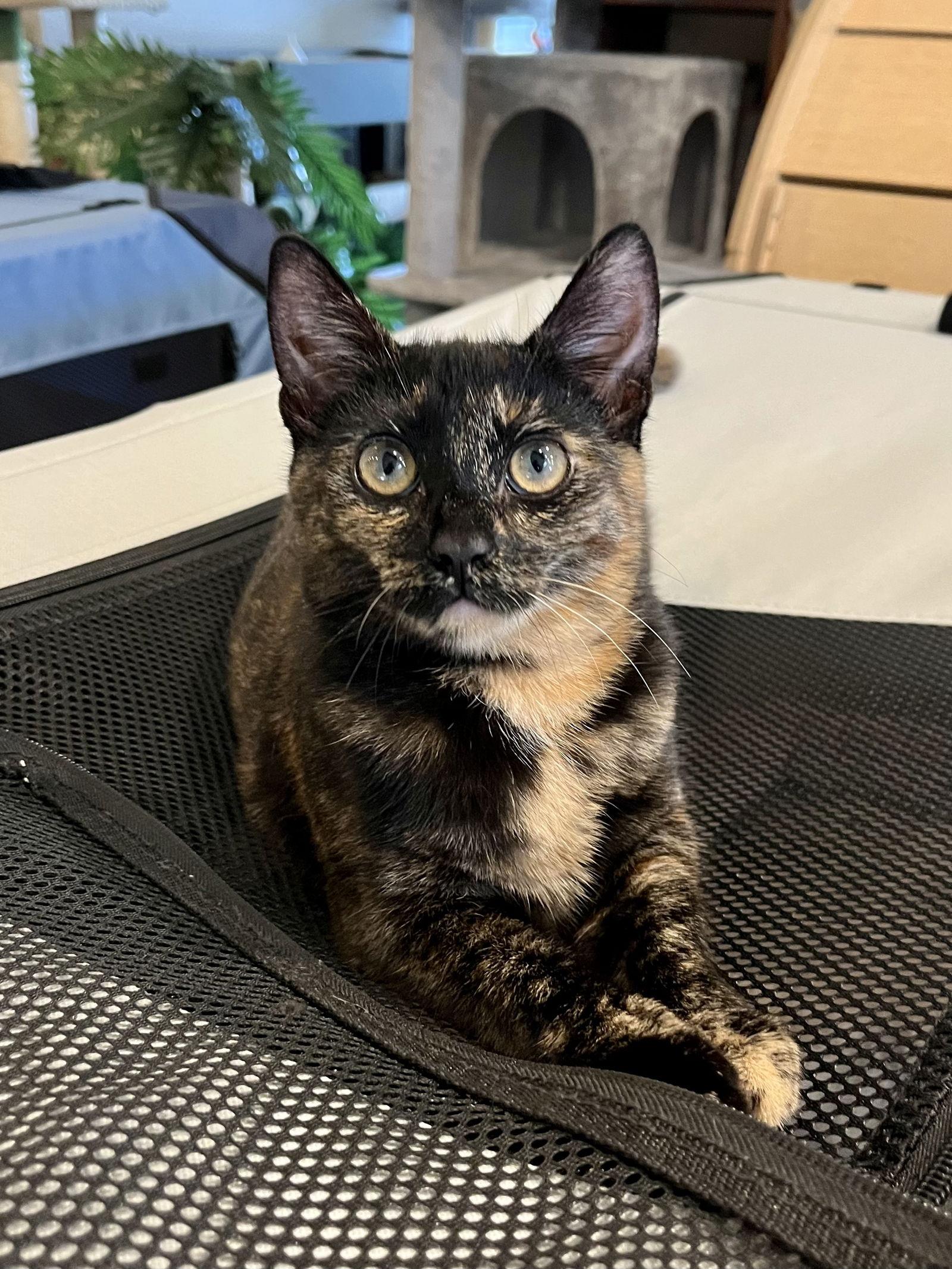 Enlarge Molly, a Adopted Domestic Short Hair in Long Beach, CA image 3/3