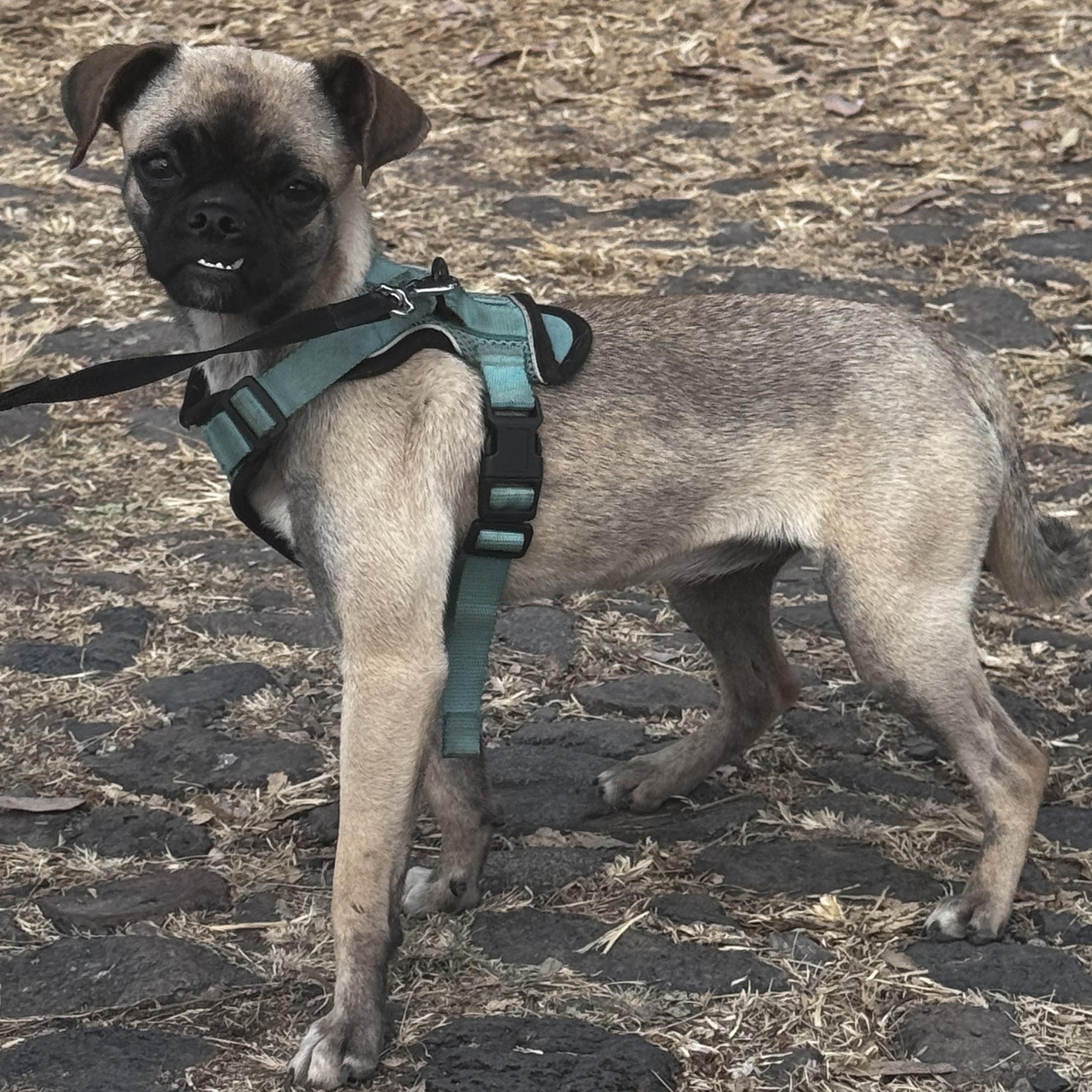 Mimi, adoptable, Young Female Pug & Puggle.