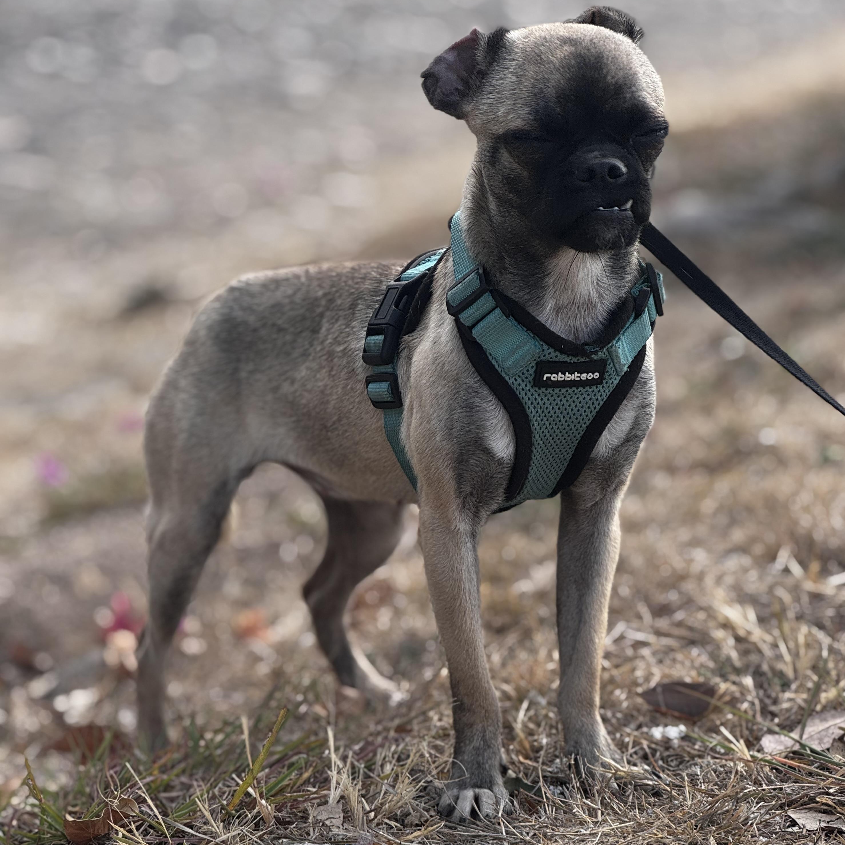 Enlarge Mimi, an adoptable mixed breed in Post Falls, ID image 4/6