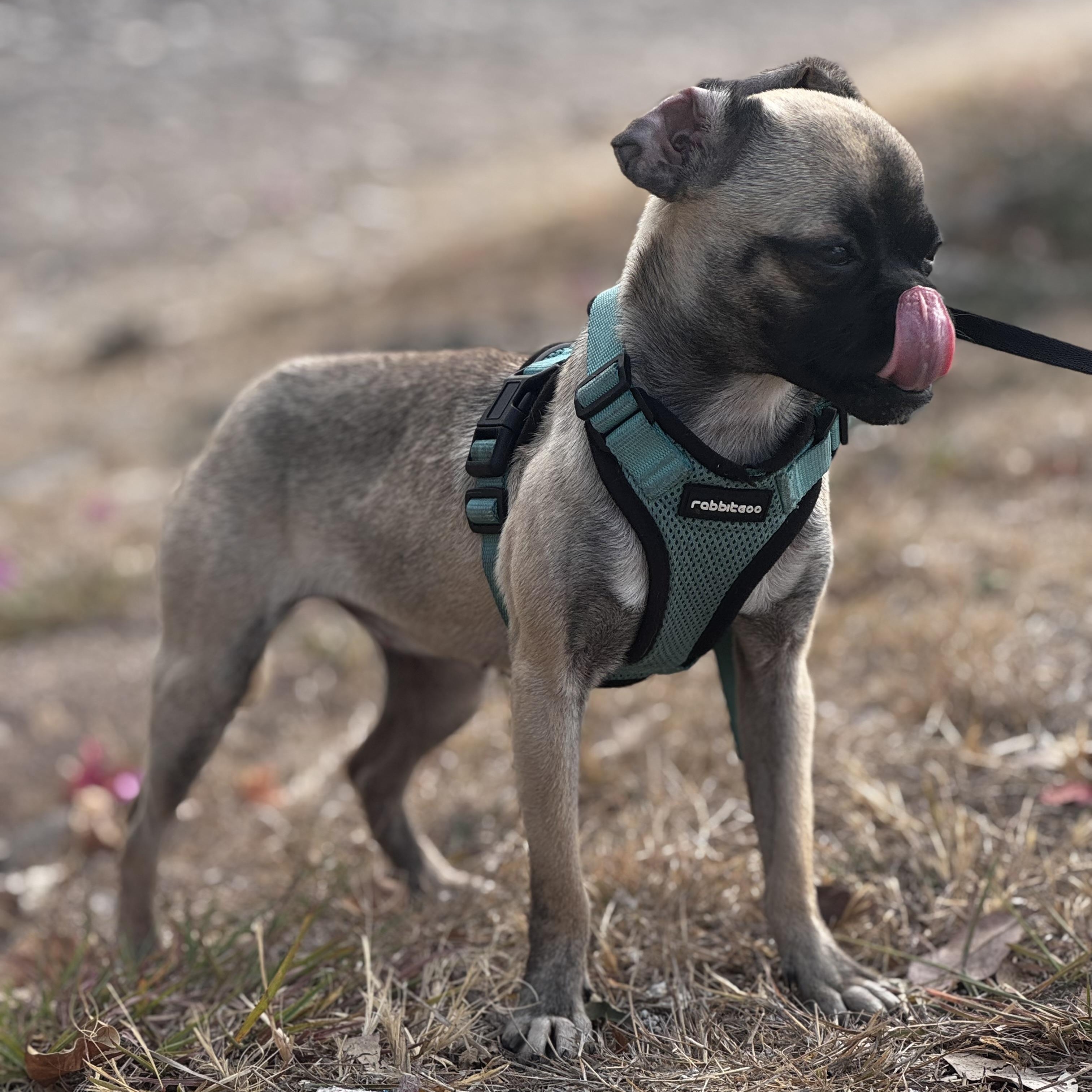 Enlarge Mimi, an adoptable mixed breed in Post Falls, ID image 3/6
