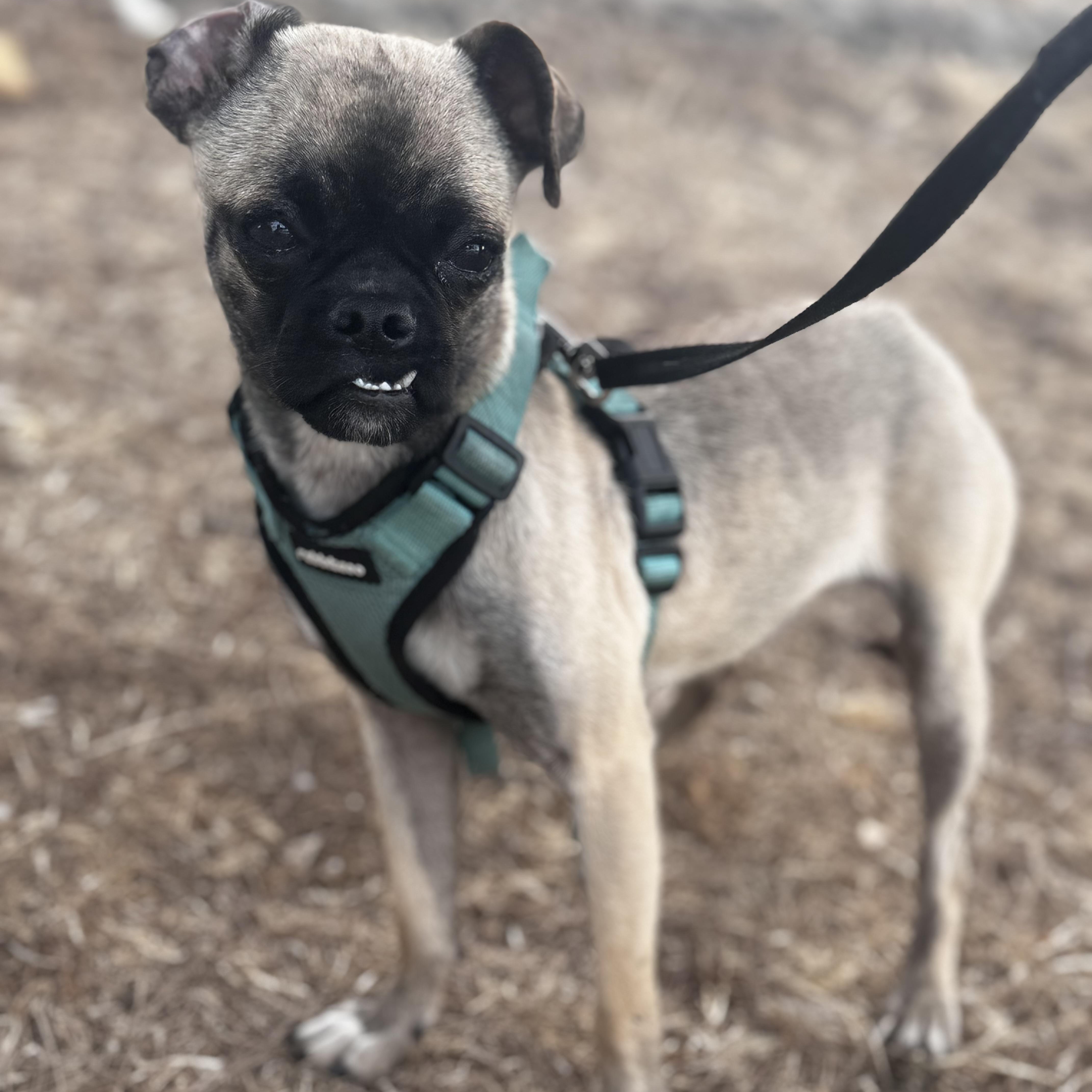 Enlarge Mimi, an adoptable mixed breed in Post Falls, ID image 2/6