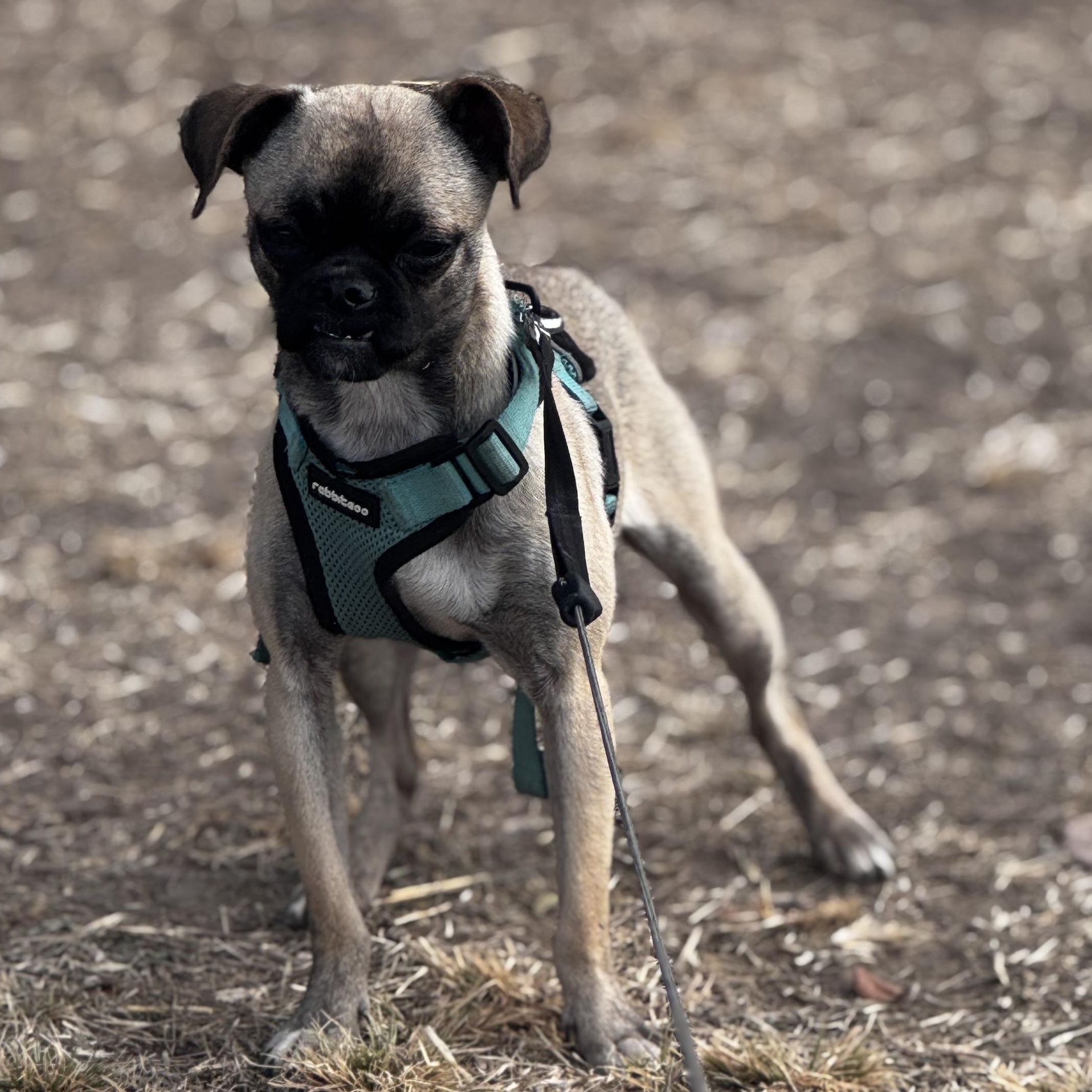 Enlarge Mimi, an adoptable mixed breed in Post Falls, ID image 5/6