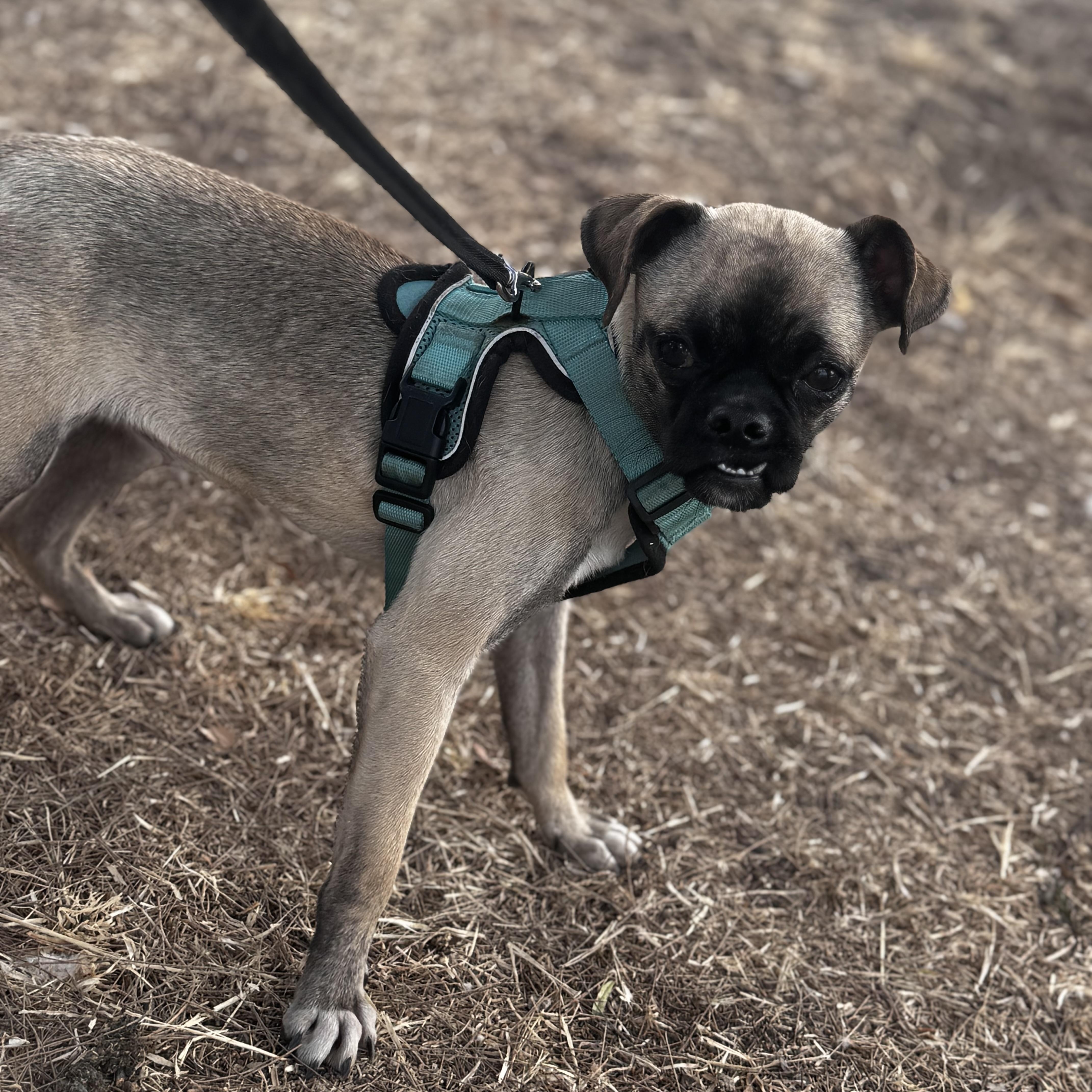 Enlarge Mimi, an adoptable mixed breed in Post Falls, ID image 6/6