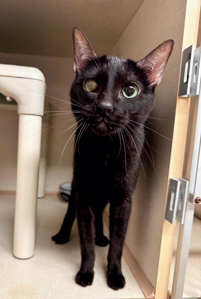 Maleficent, Adoptable, Adult Female Domestic Short Hair.