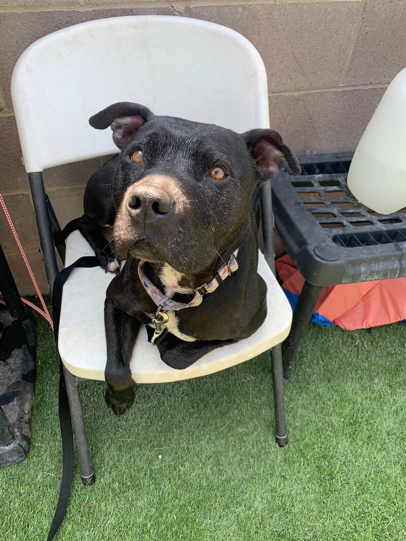 Dog for adoption Lacey Ark the Love Bug, a Pit Bull Terrier