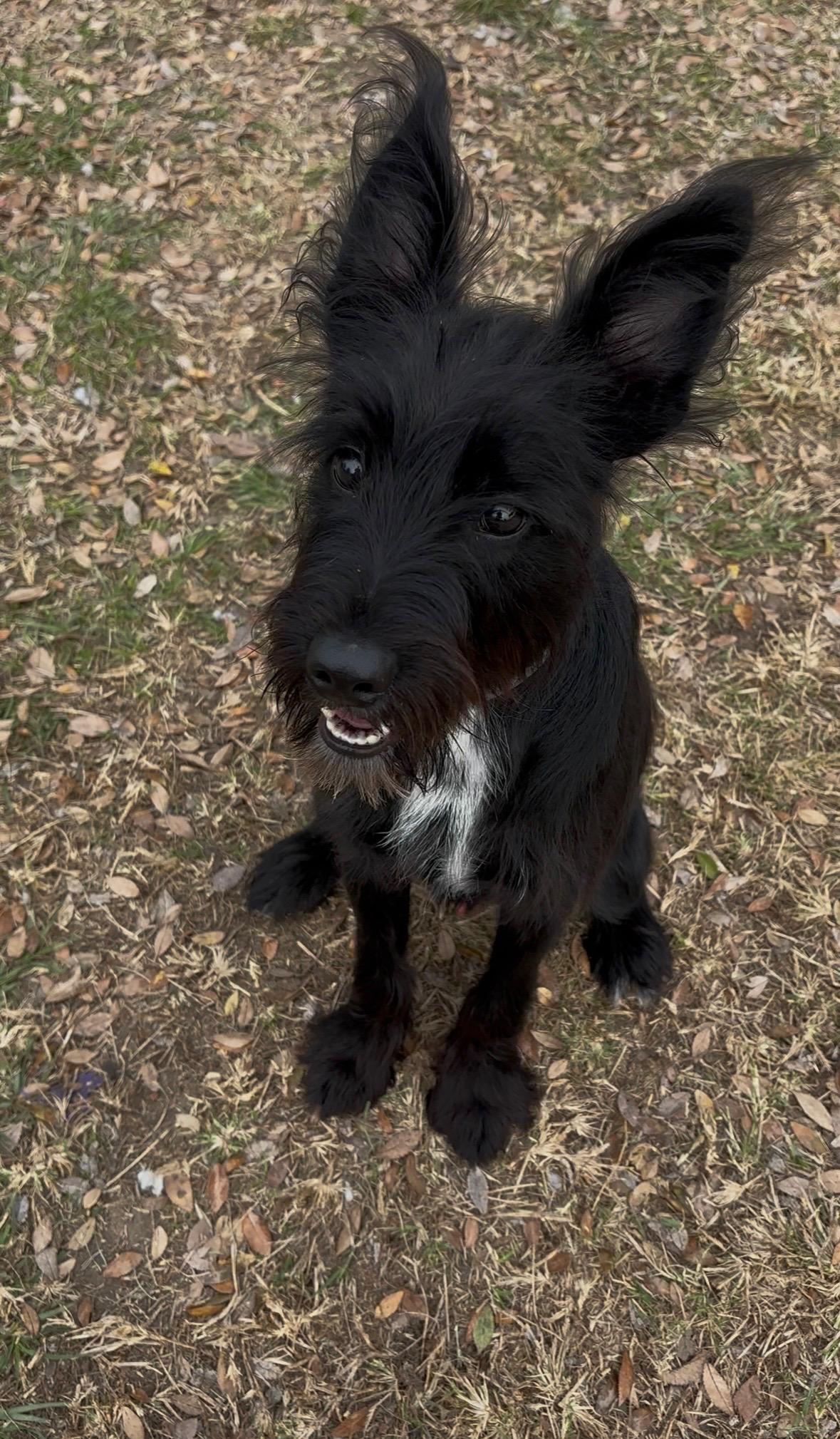 Oreo, ADOPTABLE, Young Male Mixed Breed.