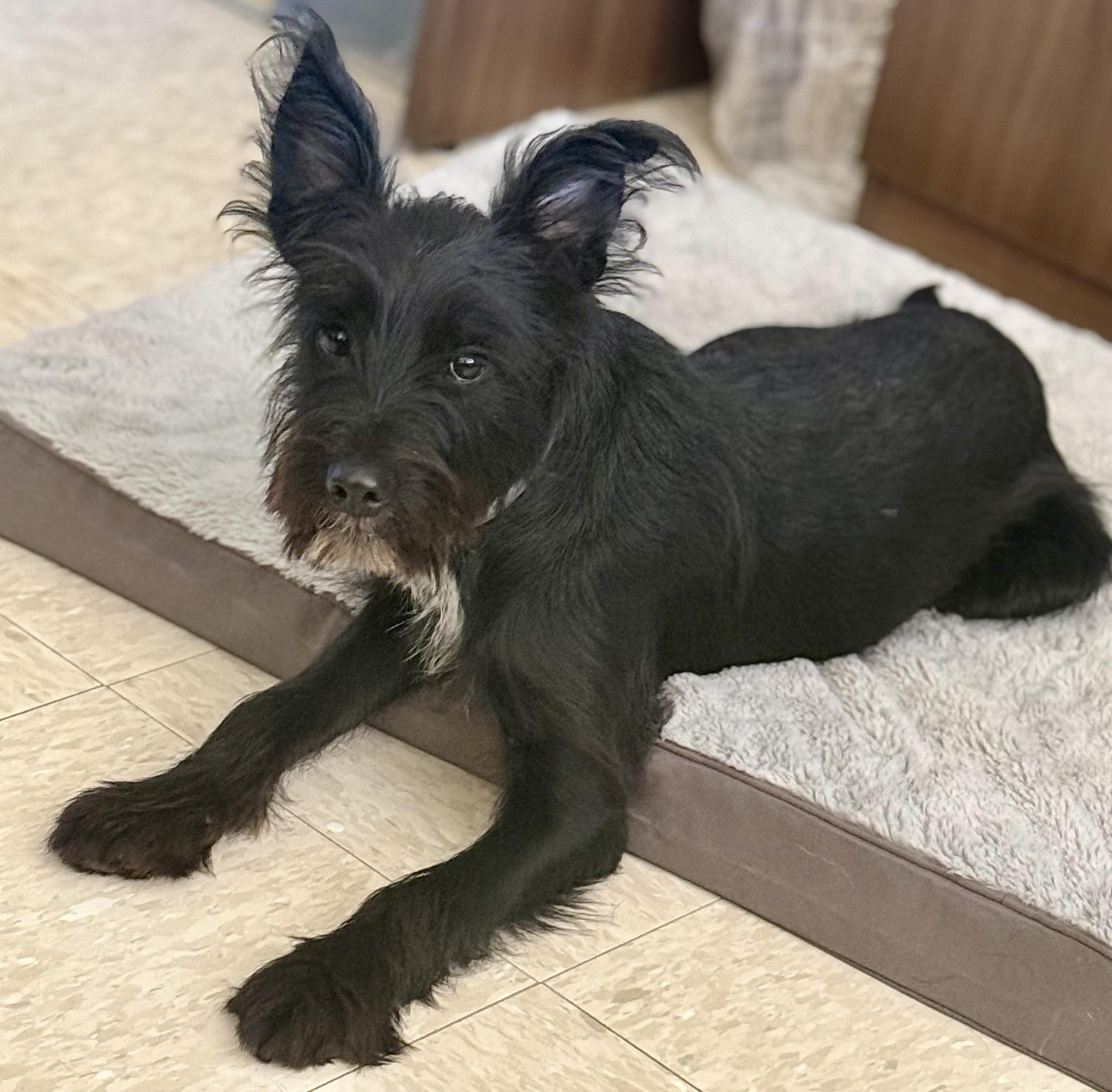 Enlarge Oreo, a ADOPTABLE mixed breed in Bowdoin, ME image 2/4